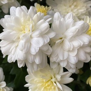 Meet your Posher, Bisso